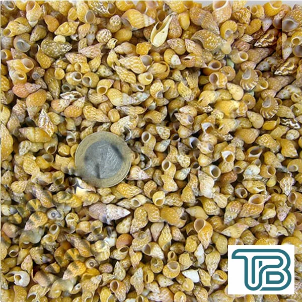 Pasio Pasio Kiloluk Deniz Kabuğu (1 KG) - Eminönü ToptanS | Ticaretin Kalbinden
