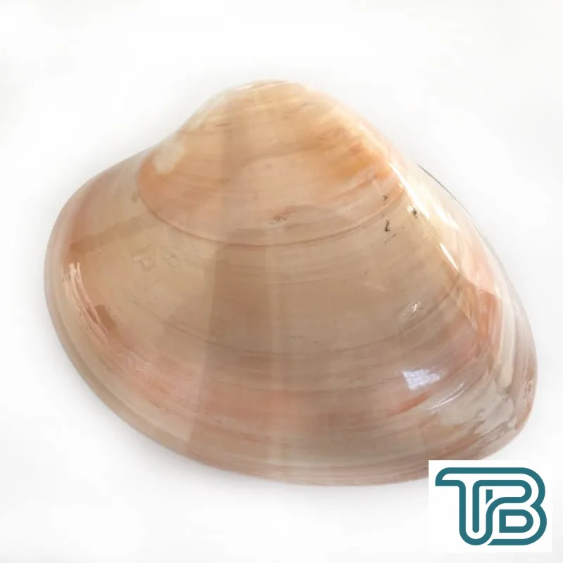 Chocolate Clam 4 İnç Kapaklı - Eminönü ToptanS | Ticaretin Kalbinden