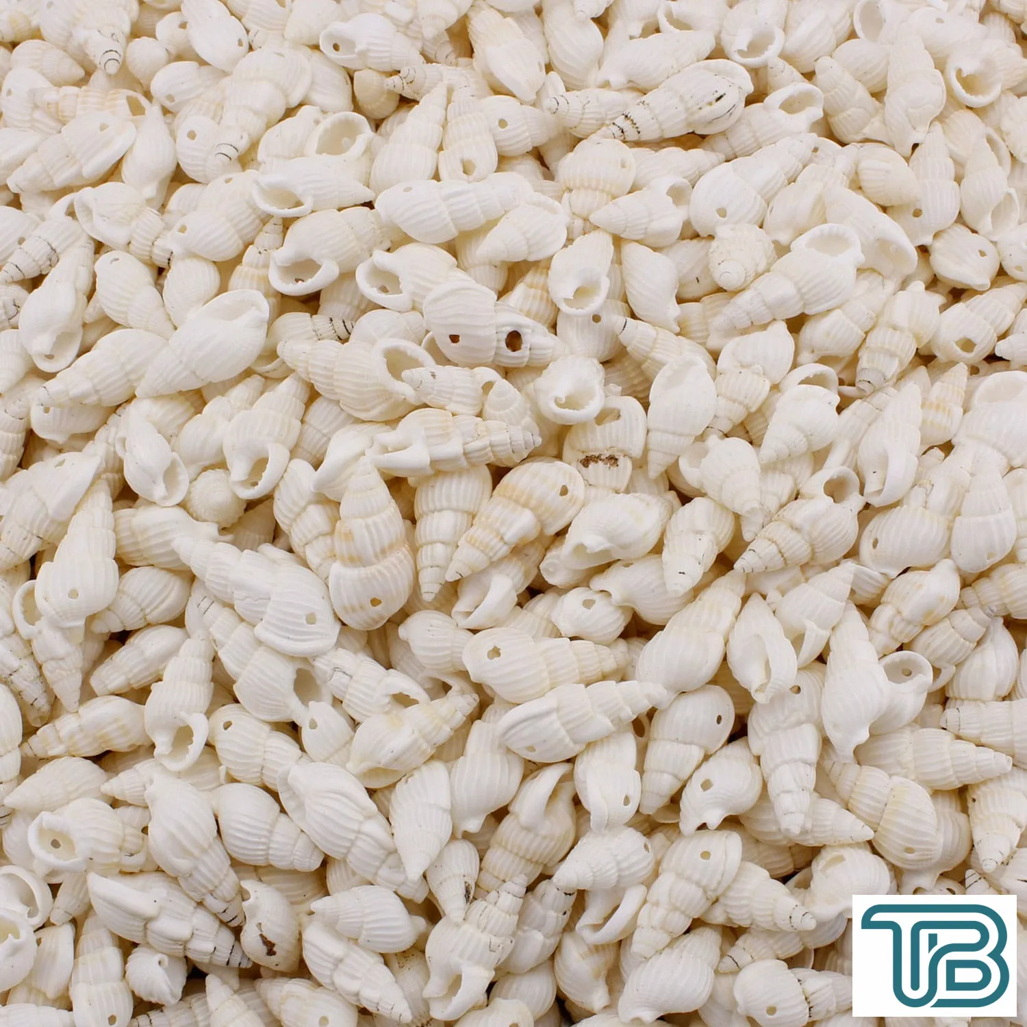 Nassa Shell Kavrulmuş Beyaz Delikli Deniz Kabuğu (1 KG) - Eminönü ToptanS | Ticaretin Kalbinden