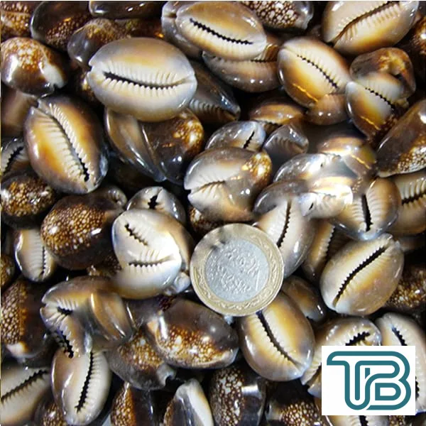 Cyprea Caputserpentis Kiloluk Deniz Kabuğu (1 KG) - Eminönü ToptanS | Ticaretin Kalbinden