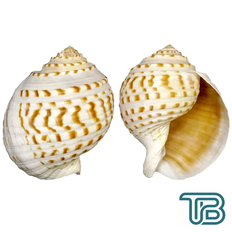 Tuna Tessellata 10-13 CM - Eminönü ToptanS | Ticaretin Kalbinden