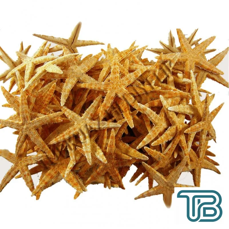 Deniz Yıldızı Natural 6 Cm - 9 Cm (100 Adet) - Eminönü ToptanS | Ticaretin Kalbinden