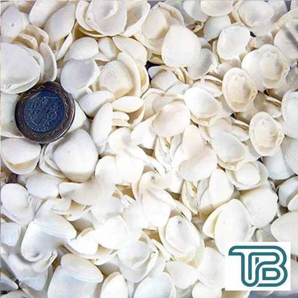 Cay Cay Kiloluk Deniz Kabuğu (1 KG) - Eminönü ToptanS | Ticaretin Kalbinden