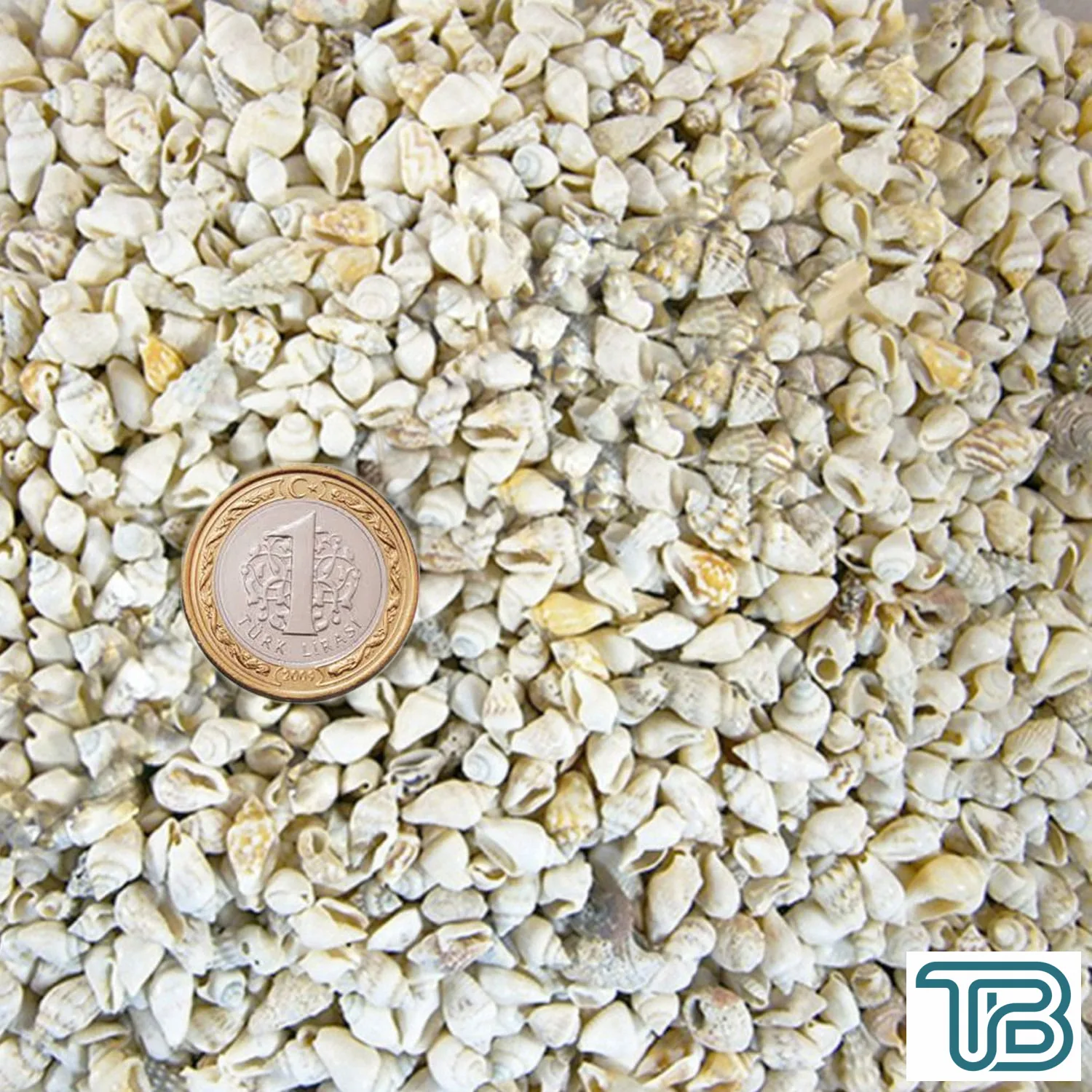 Nassa Shell Kavrulmuş Kiloluk Deniz Kabuğu (1 KG) - Eminönü ToptanS | Ticaretin Kalbinden