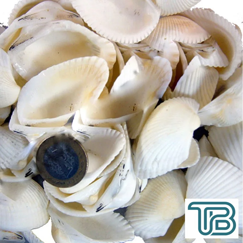 Arca Arca / Yerli Kiloluk Deniz Kabuğu (1 KG) ORTA Boy - Eminönü ToptanS | Ticaretin Kalbinden