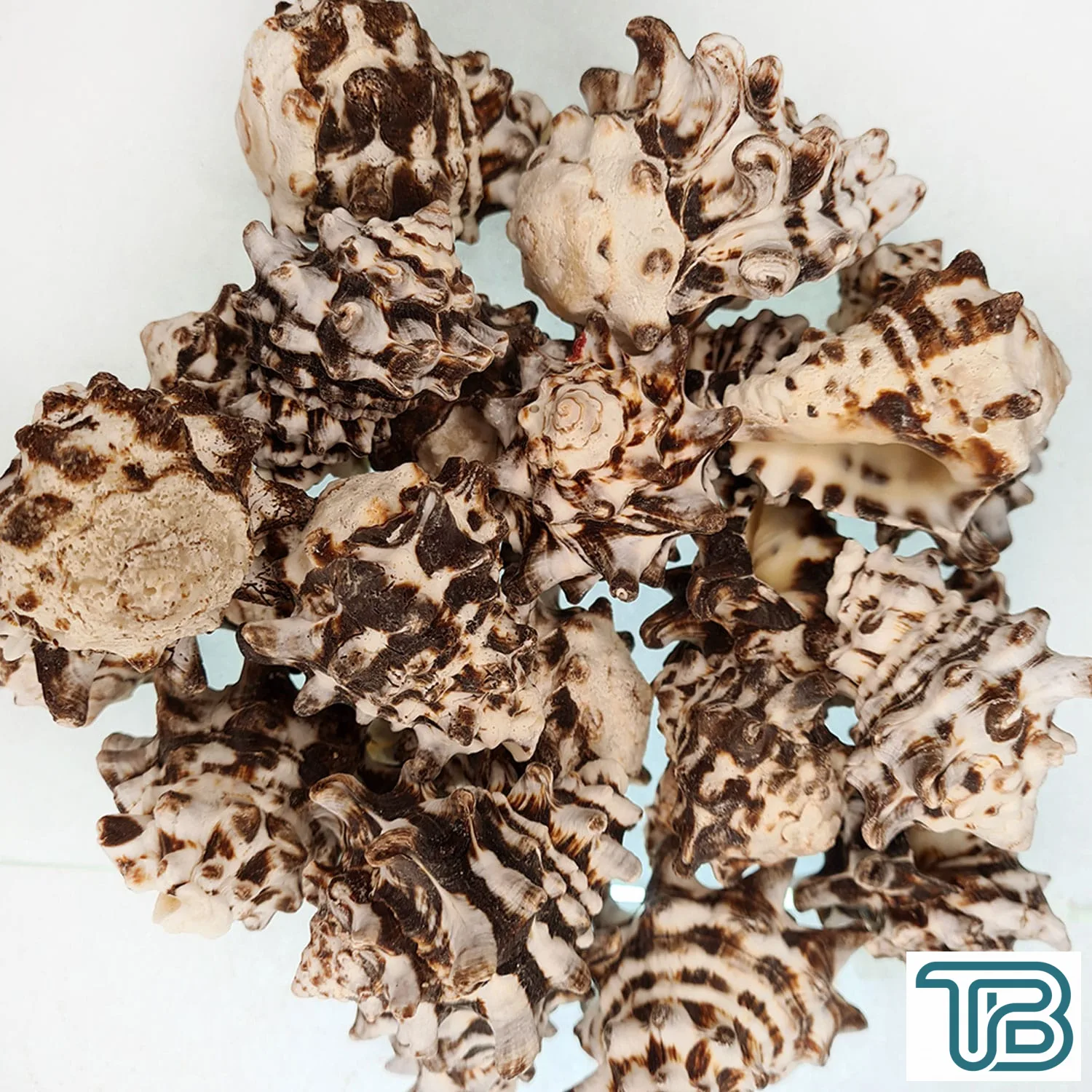 Vassam Kiloluk Deniz Kabuğu (1 KG) - Eminönü ToptanS | Ticaretin Kalbinden