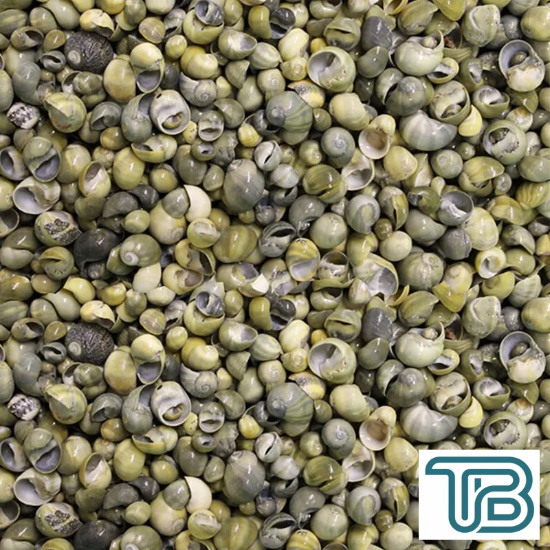 Mini Mongo Shell Kiloluk Deniz Kabuğu (1 KG) - Eminönü ToptanS | Ticaretin Kalbinden