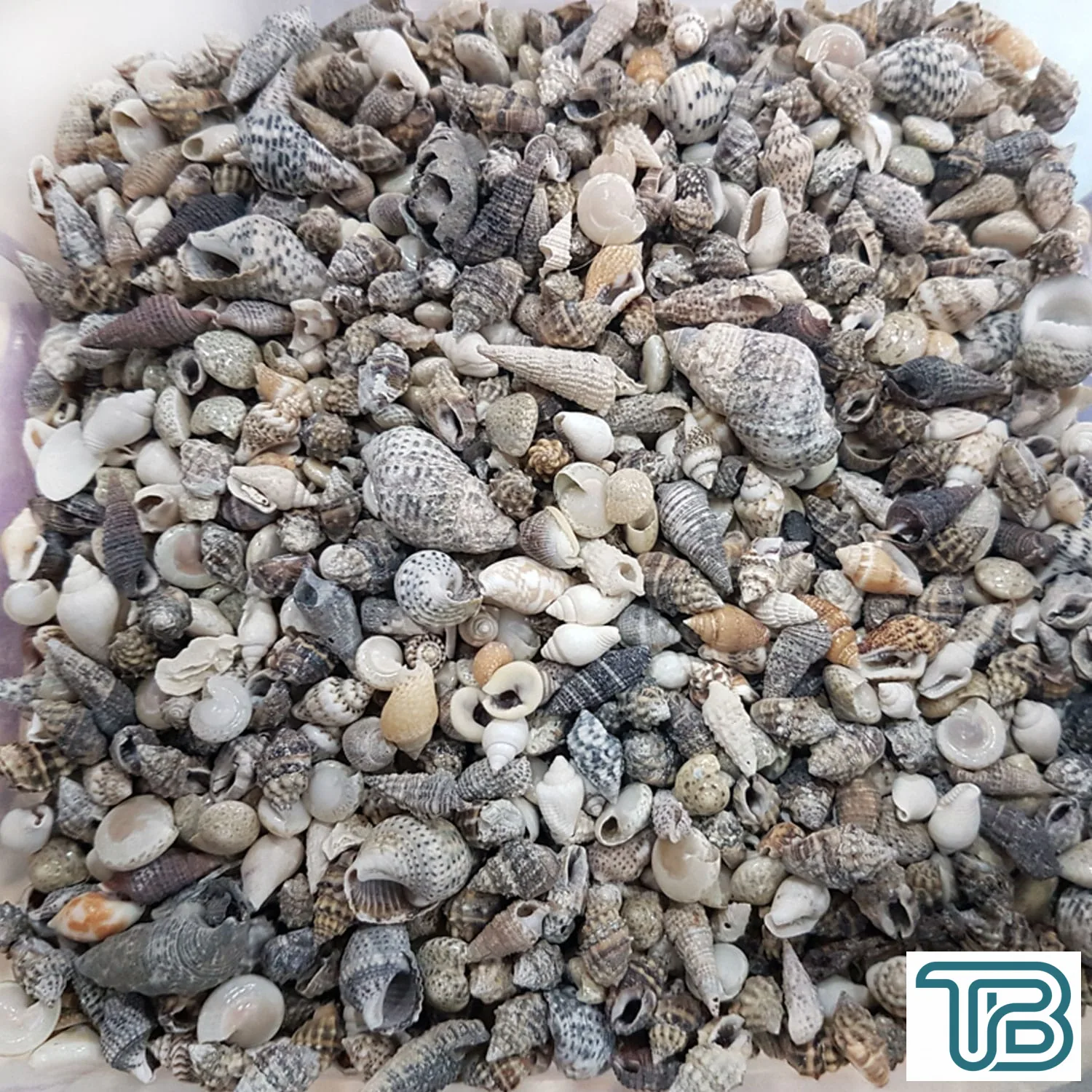 Karışık Minik Kiloluk Deniz Kabuğu (Şişe İçi İçin) 500 Gr - Eminönü ToptanS | Ticaretin Kalbinden