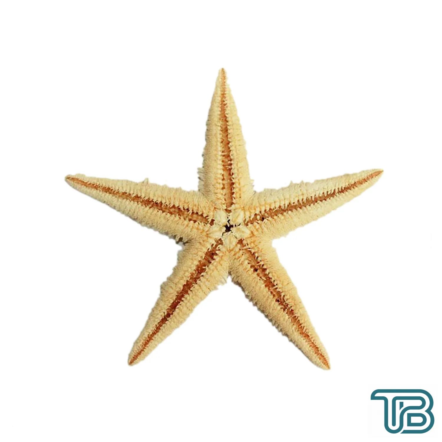 Natural Deniz Yıldızı 6 Cm - 9 CM - Eminönü ToptanS | Ticaretin Kalbinden