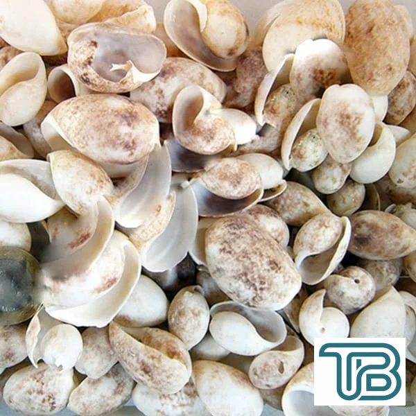 Bulla Ampula Kiloluk Deniz Kabuğu (1 KG) - Eminönü ToptanS | Ticaretin Kalbinden