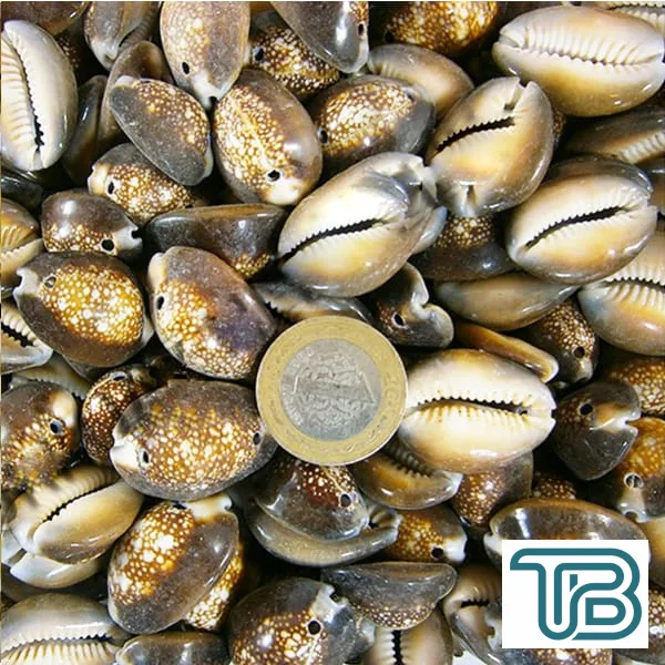 Cyprea Caputserpentıs Kiloluk Deniz Kabuğu - İki Delikli (1 KG) - Eminönü ToptanS | Ticaretin Kalbinden