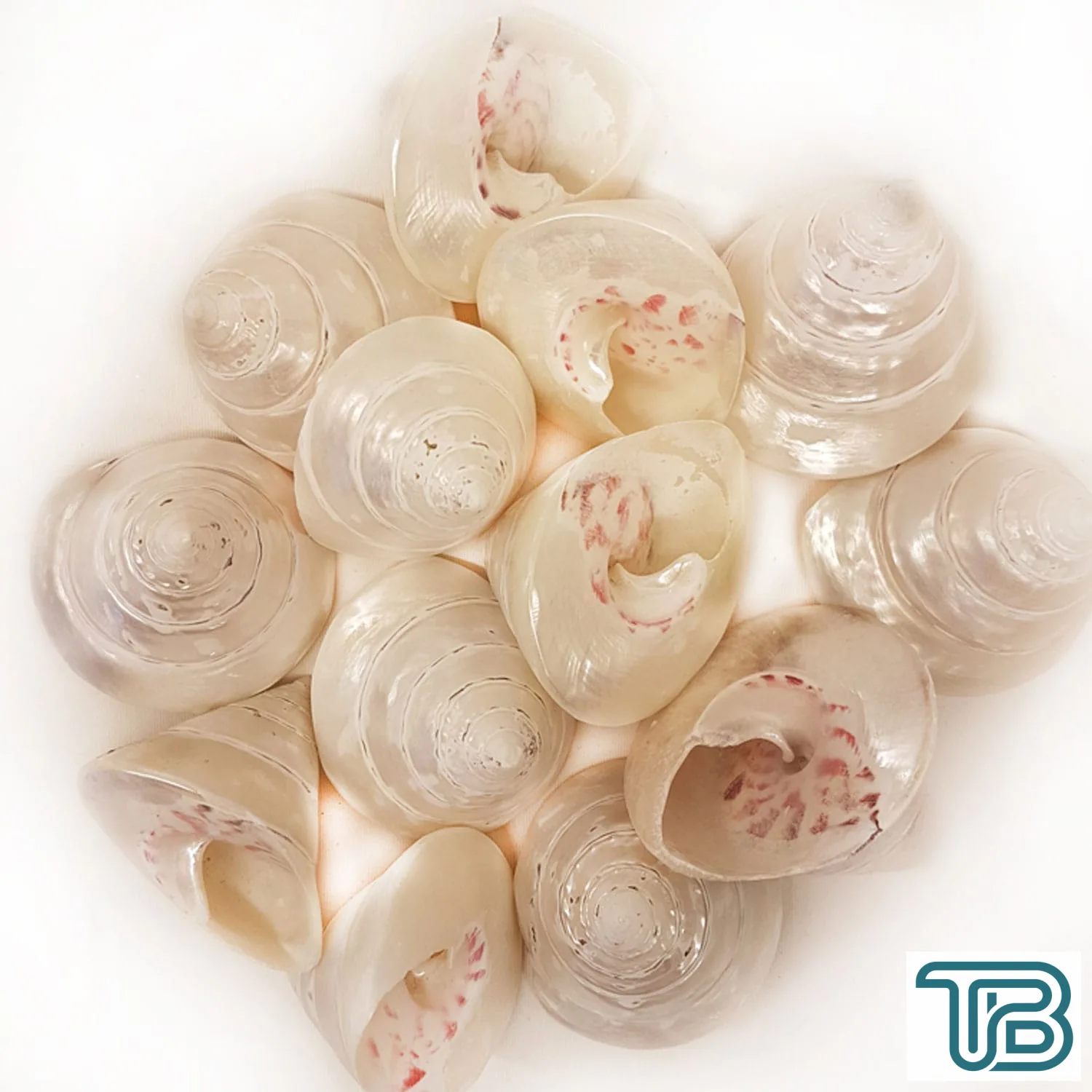 Troca Strawberry Pearlized Kiloluk Deniz Kabuğu (1 KG) - Eminönü ToptanS | Ticaretin Kalbinden