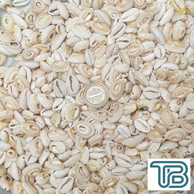 Cyprea Annulus Kesik Kavrulmuş Deniz Kabuğu 100 GR - Eminönü ToptanS | Ticaretin Kalbinden