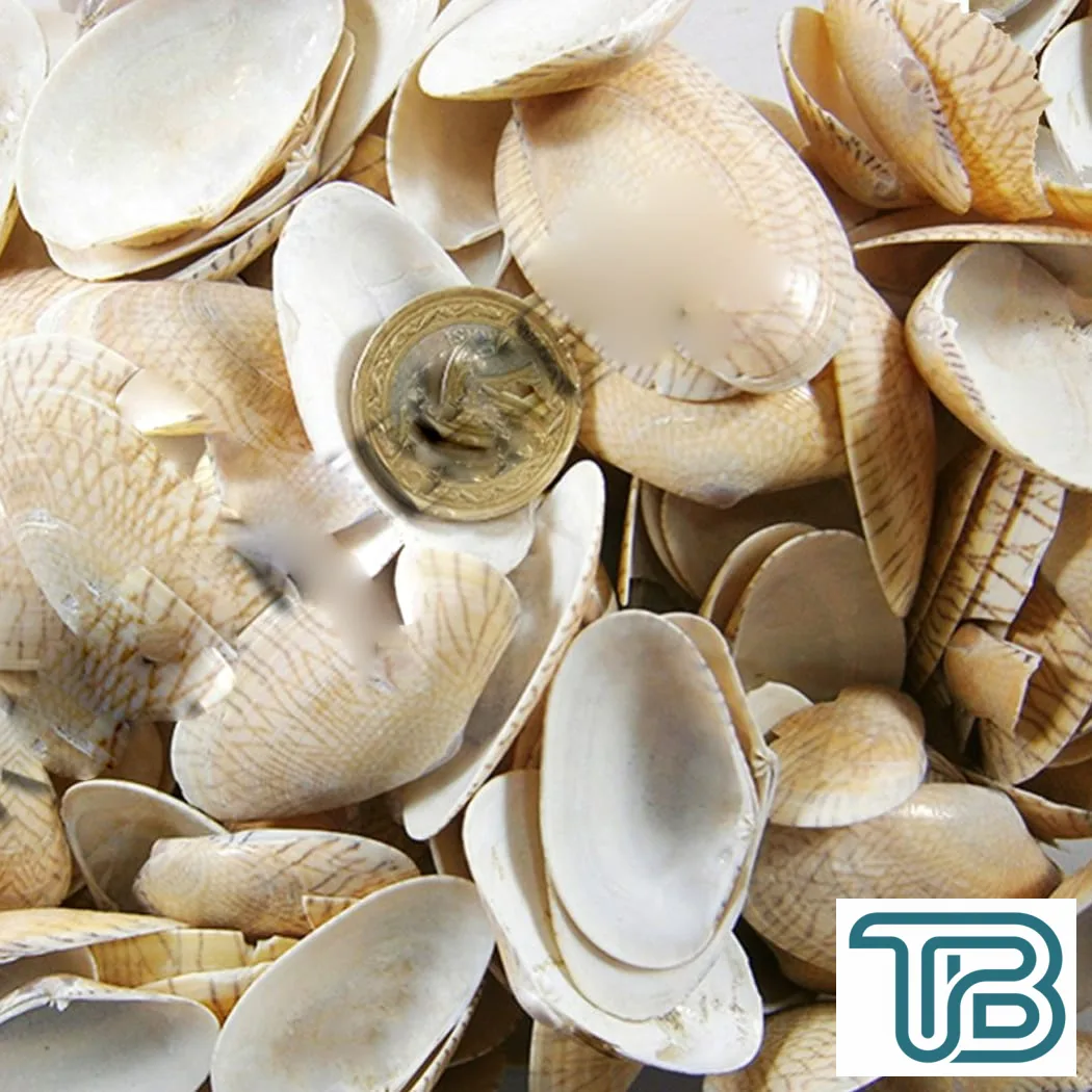 Paphia Neotaples Kiloluk Deniz Kabuğu (1 KG) - Eminönü ToptanS | Ticaretin Kalbinden