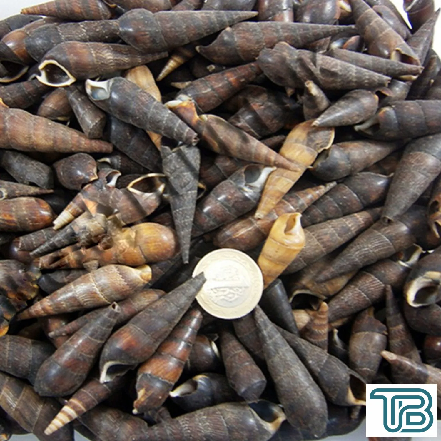 Black Terebra Kiloluk Deniz Kabuğu (1 KG) - Eminönü ToptanS | Ticaretin Kalbinden