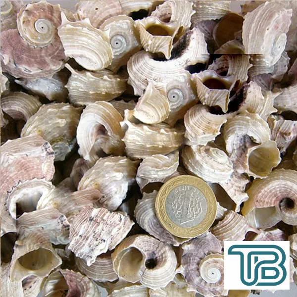 Angarıa Delpenola Kiloluk Deniz Kabuğu (1 KG) - Eminönü ToptanS | Ticaretin Kalbinden