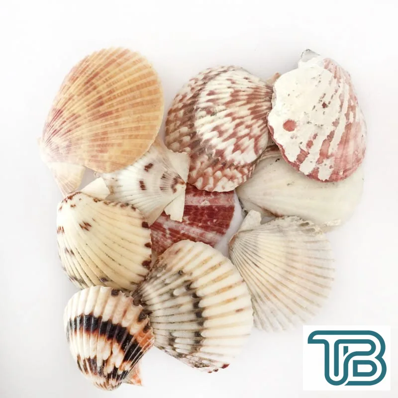 Naturel Pecten Radula Deniz Kabuğu (1 KG) - Eminönü ToptanS | Ticaretin Kalbinden