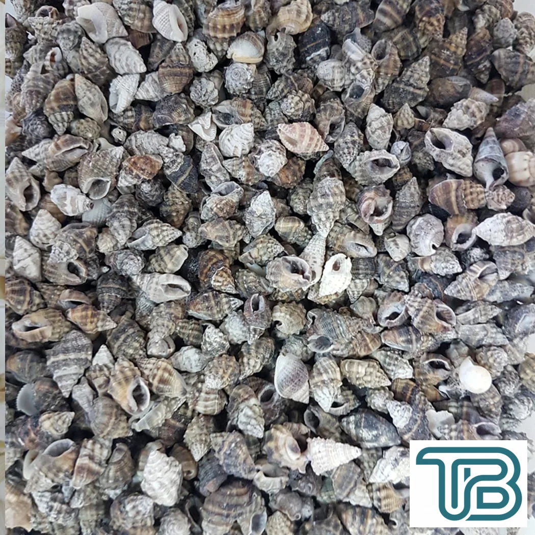 Nassa Vibex Kiloluk Deniz Kabuğu (1 KG) - Eminönü ToptanS | Ticaretin Kalbinden
