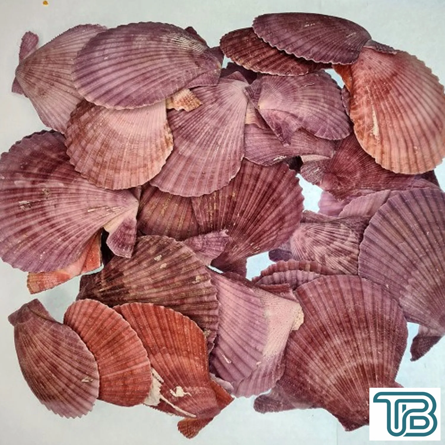 Argopecten Small Kiloluk Deniz Kabuğu (1 KG) - Eminönü ToptanS | Ticaretin Kalbinden