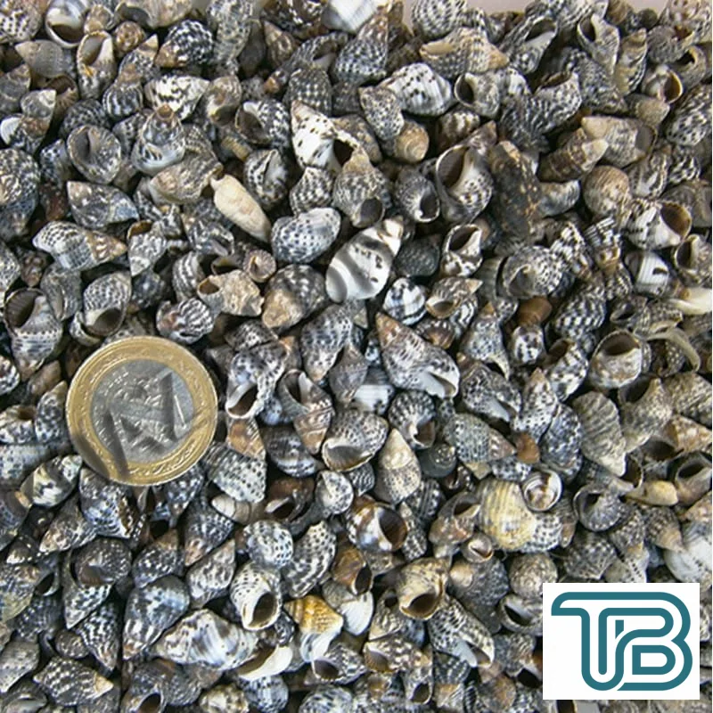 Nassa Derder Kiloluk Deniz Kabuğu (1 KG) - Eminönü ToptanS | Ticaretin Kalbinden