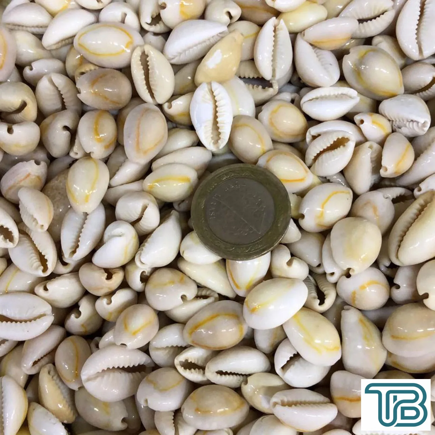 Cyprea Moneta Kiloluk Deniz Kabuğu (1 KG) - Eminönü ToptanS | Ticaretin Kalbinden
