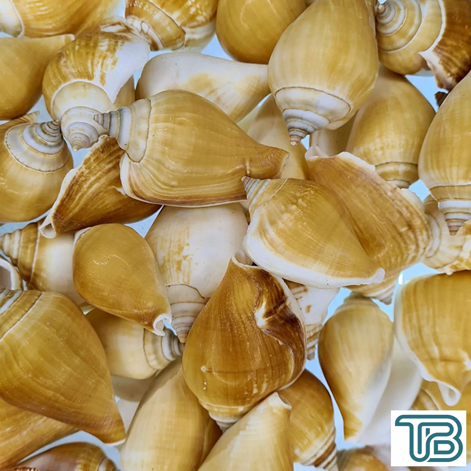 Strombus Canarium Kiloluk Deniz Kabuğu (1 KG) - Eminönü ToptanS | Ticaretin Kalbinden
