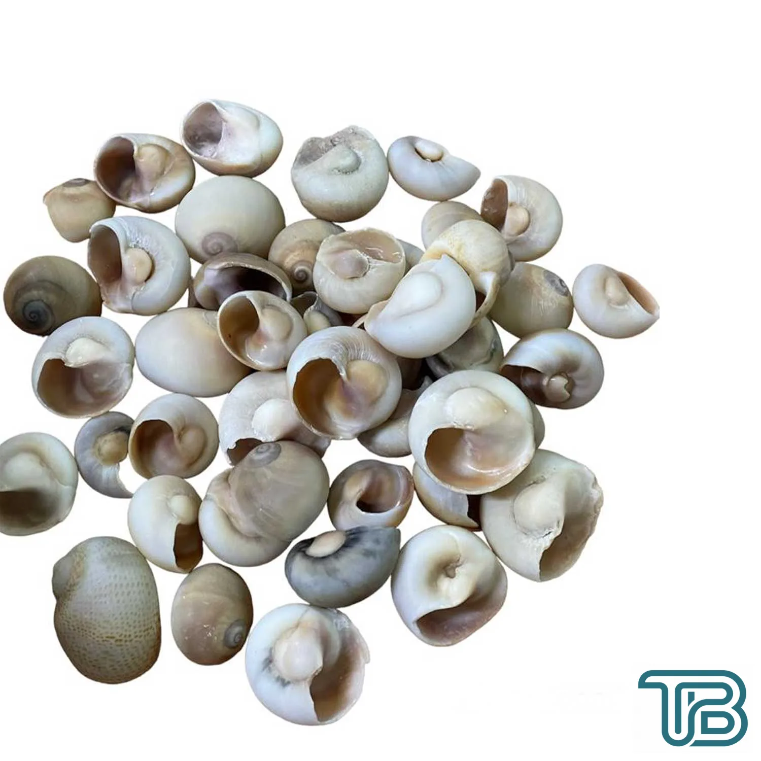 Ay Kabuğu Kahverengi (Moonshell Brown) Kiloluk Deniz Kabuğu (1 KG) Yerli - Eminönü ToptanS | Ticaretin Kalbinden