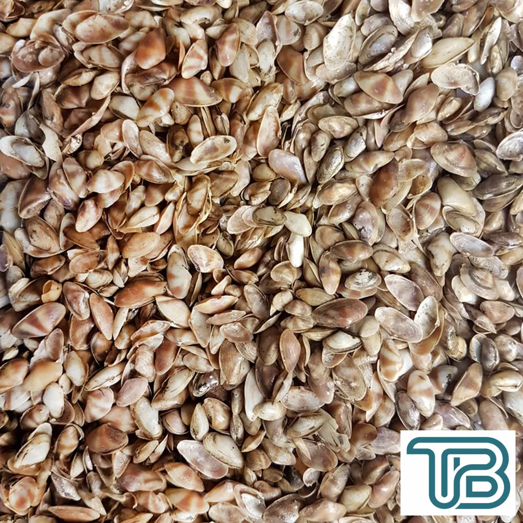 Cay-Cay Mini (Brown) Kiloluk Deniz Kabuğu (1 KG) - Eminönü ToptanS | Ticaretin Kalbinden