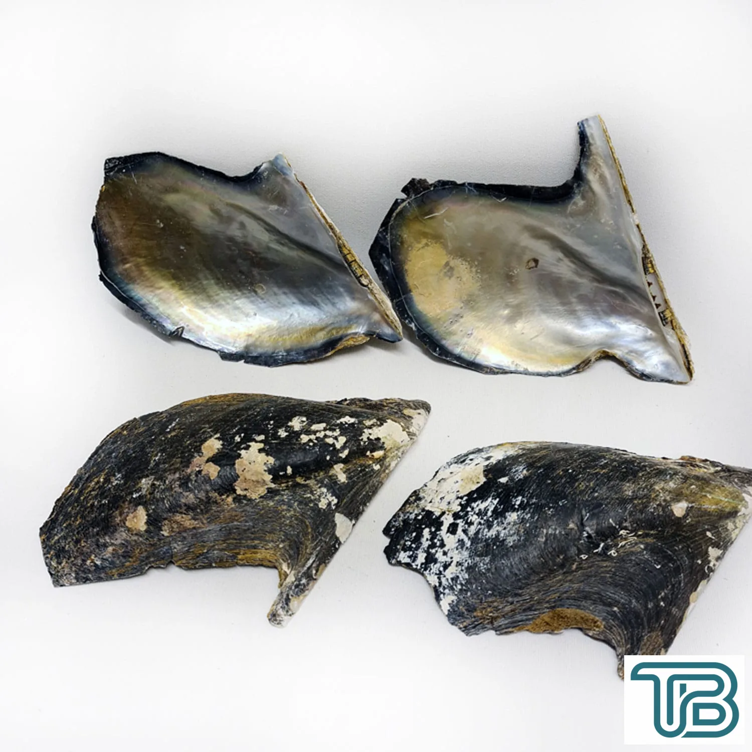 Naturel Brownlip Trim Kiloluk Deniz Kabuğu (1 KG) - Eminönü ToptanS | Ticaretin Kalbinden