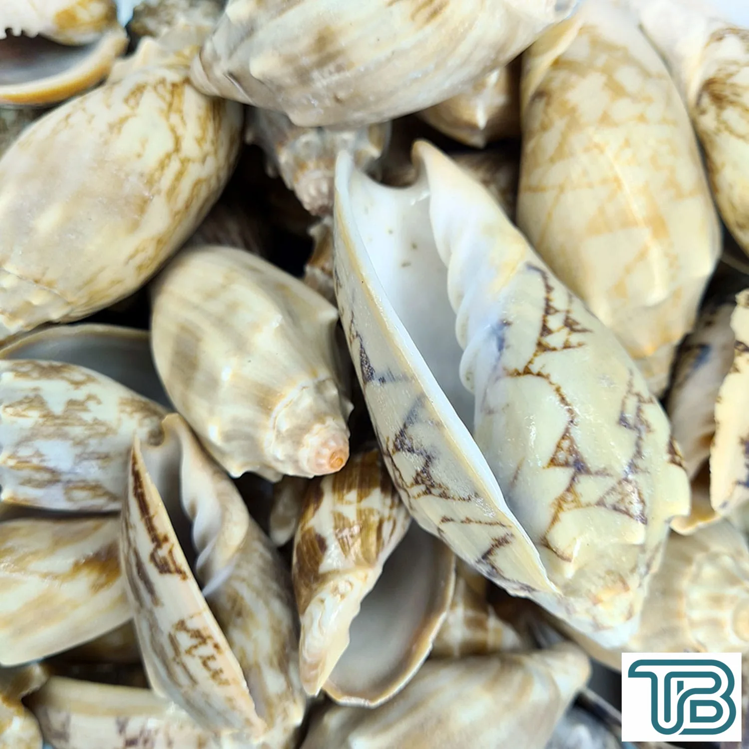 Voluta Vespertillo Kiloluk Deniz Kabuğu (1 KG) - Eminönü ToptanS | Ticaretin Kalbinden